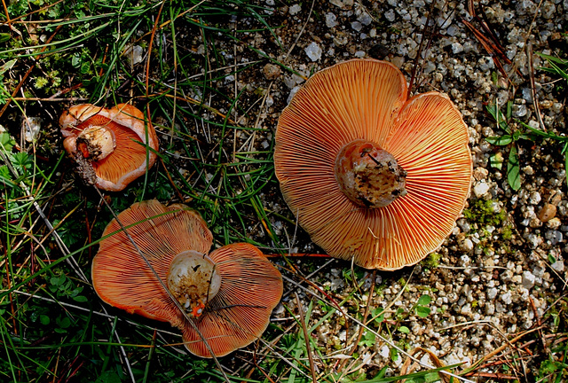 Lactaire délicieux - Lactarius deliciosus (3)