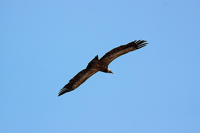 20120518 0412RAw [E] Gänsegeier, Monfragüe