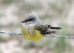 Western Kingbird