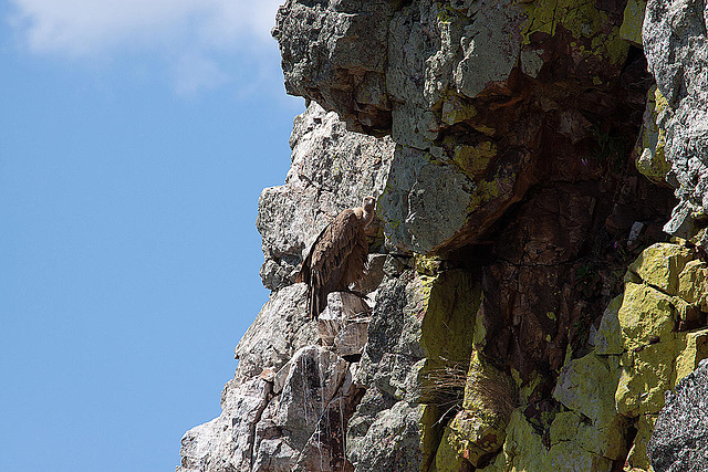 20120518 0419RAw [E] Gänsegeier, Monfragüe