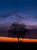 Tree at sunset