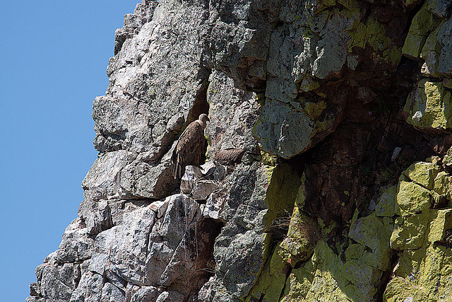 20120518 0421RAw [E] Gänsegeier, Monfragüe