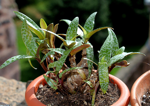 Ledebouria violacea