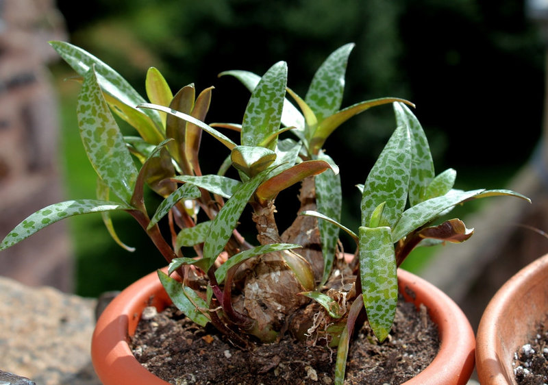 Ledebouria violacea