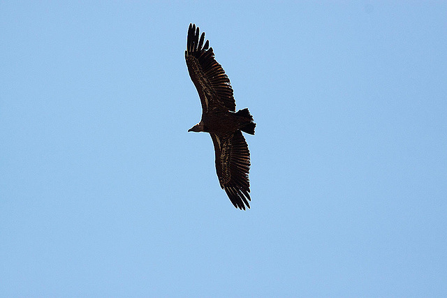 20120518 0424RAw [E] Gänsegeier, Monfragüe