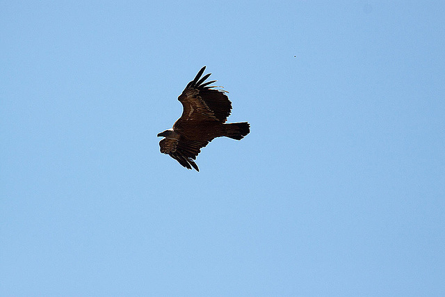 20120518 0425RAw [E] Gänsegeier, Monfragüe