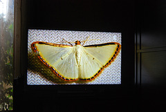 Pris Sur l'écran de la télé Papillon de nuit