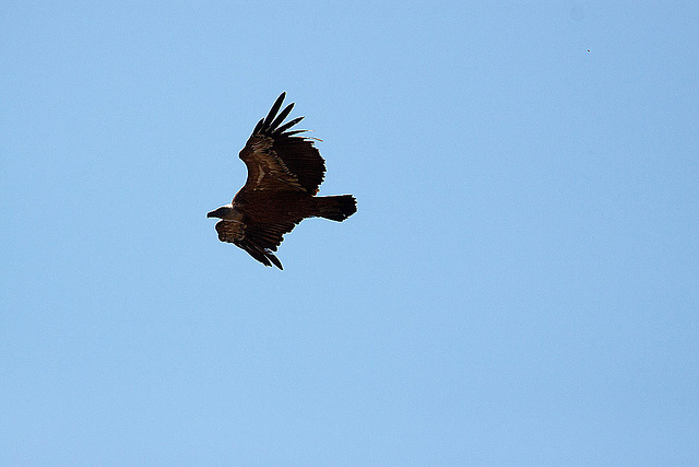 20120518 0426RAw [E] Gänsegeier, Monfragüe