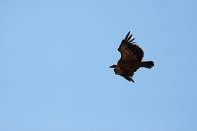 20120518 0428RAw [E] Gänsegeier, Monfragüe