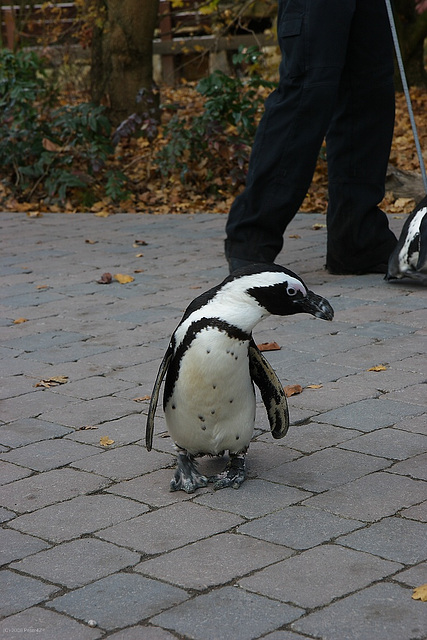 Zoo Münster