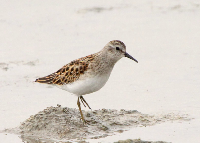 Least Sandpiper