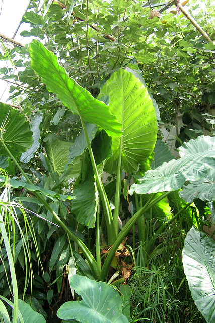 Feuilles géantes du Taro des atolls