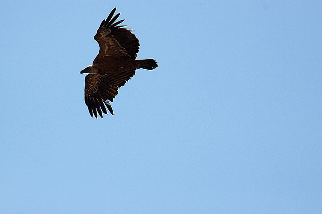 20120518 0432RAw [E] Gänsegeier, Monfragüe