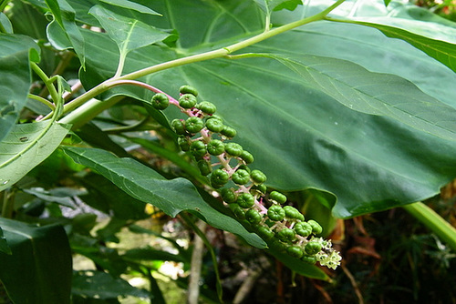 Feuille géante et sa fleur