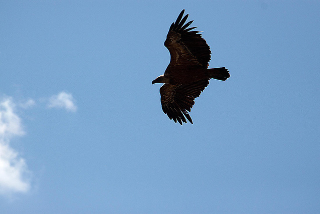 20120518 0433RAw [E] Gänsegeier, Monfragüe