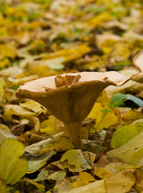 Autumn fungus (1)