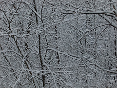 Wet snow in the woods