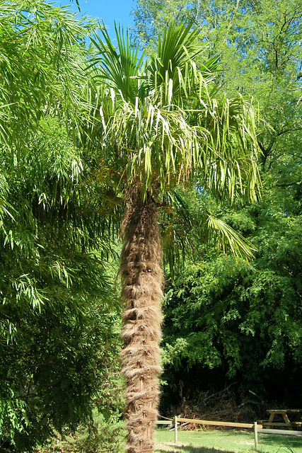 Sorte de palmier