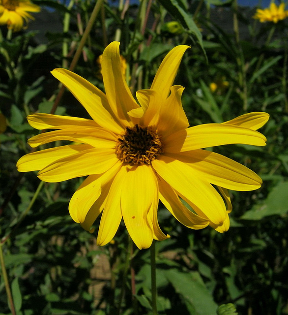 Fleur jaune : Rudbeckia