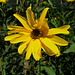 Fleur jaune : Rudbeckia