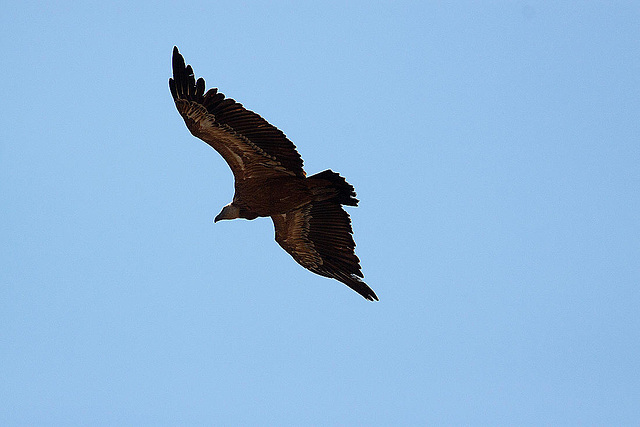 20120518 0440RAw [E] Gänsegeier (Gyps fulvus), Monfragüe, Parque Natural, Extremadura
