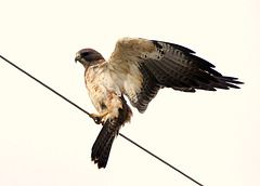 Swainson's Hawk