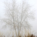 Tree in The Mist