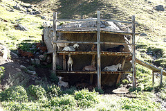 Sonnenstudio für Ziegen