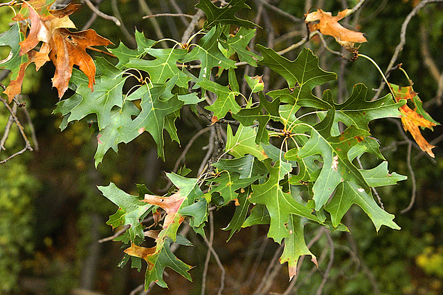 Old Oak Leaves