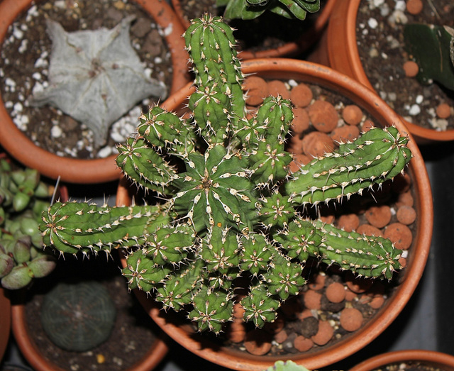 Euphorbia echinus