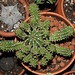 Euphorbia echinus