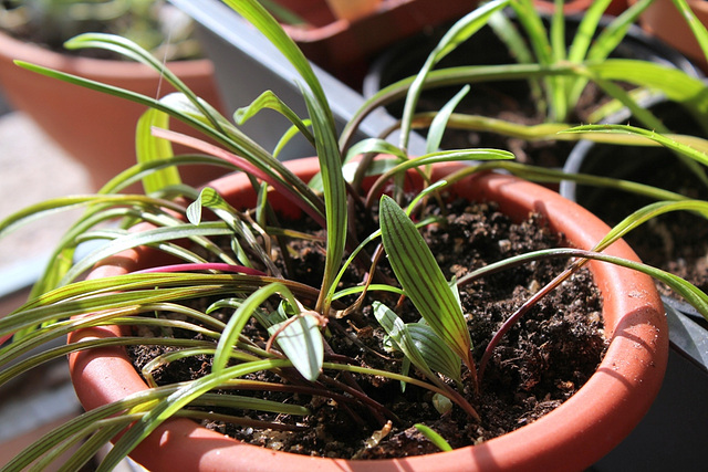 Ledebouria adlamii