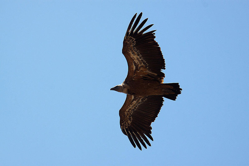 20120518 0443RAw [E] Gänsegeier (Gyps fulvus), Monfragüe, Parque Natural, Extremadura