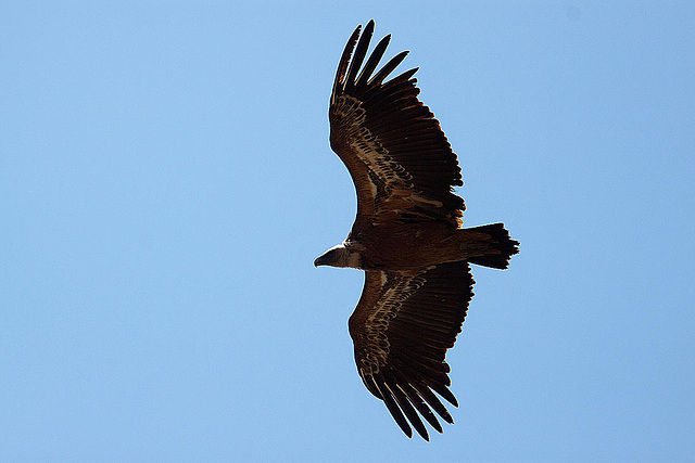 20120518 0449RAw [E] Gänsegeier (Gyps fulvus), Monfragüe, Parque Natural, Extremadura