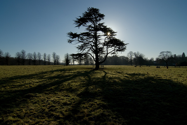 cedar in the sun