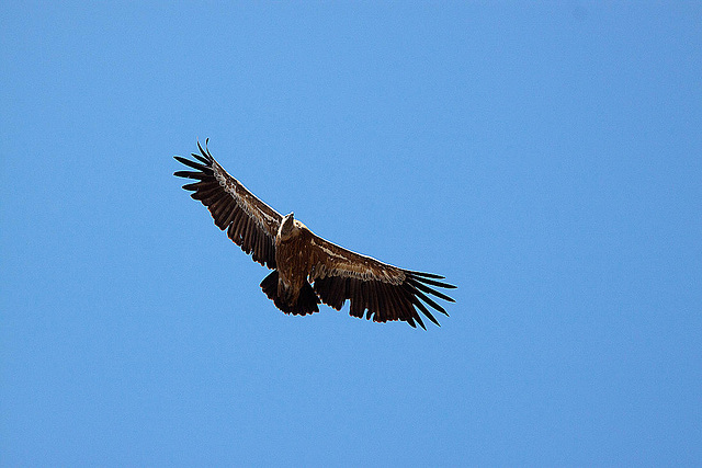 20120518 0457RAw [E] Gänsegeier, Monfragüe