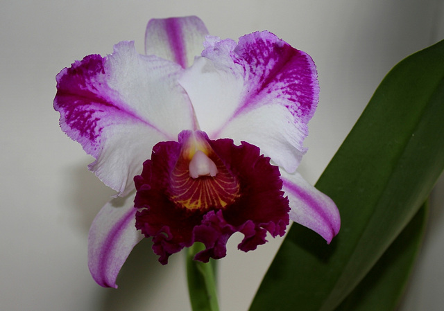 BLC 'Kuwale Gem' (2)
