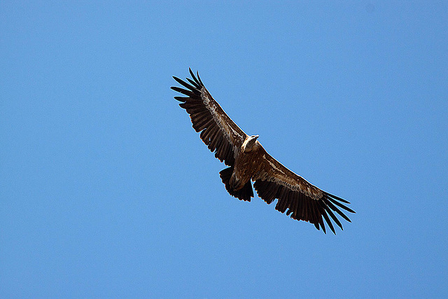 20120518 0460RAw [E] Gänsegeier (Gyps fulvus), Monfragüe, Parque Natural, Extremadura