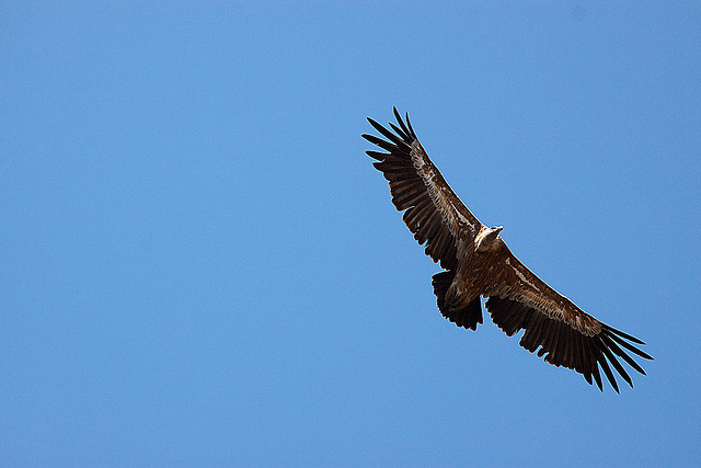 20120518 0461RAw [E] Gänsegeier, Monfragüe