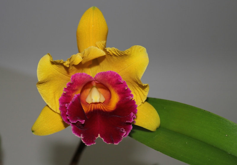 BLC 'Chunyeah' Good Life