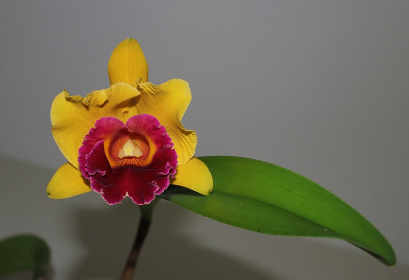 BLC 'Chunyeah' Good Life (2)