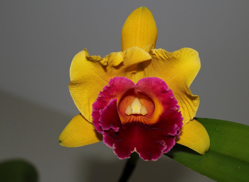 BLC 'Chunyeah' Good Life (3)