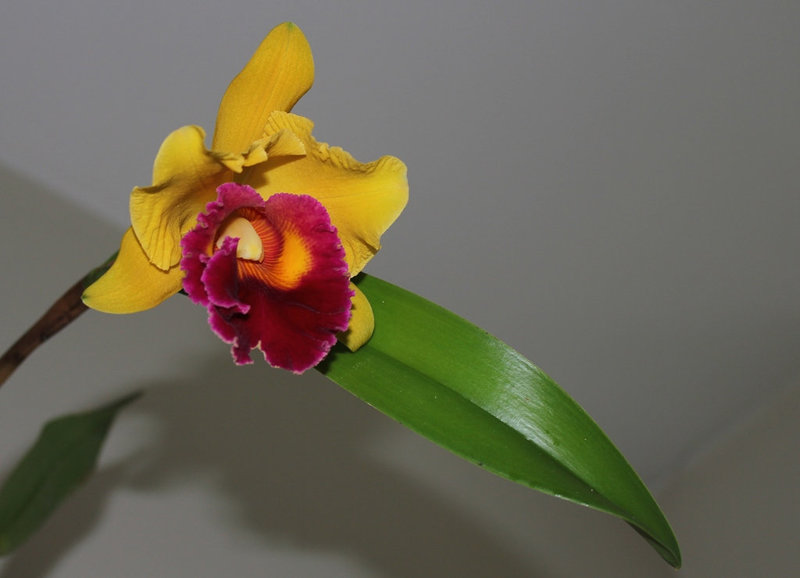 BLC 'Chunyeah' Good Life (4)
