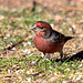 House Finch