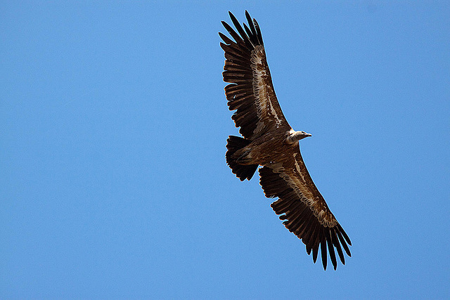 20120518 0468RAw [E] Gänsegeier, Monfragüe