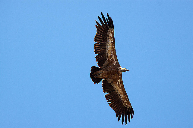 20120518 0471RAw [E] Gänsegeier, Monfragüe