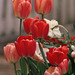 Roche Harbor Tulips
