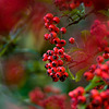 Autumn berries