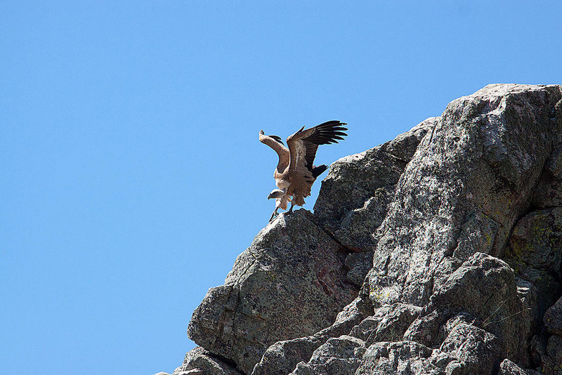 20120518 0491RAw [E] Gänsegeier, Monfragüe