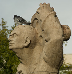 pigeon head, Utrecht